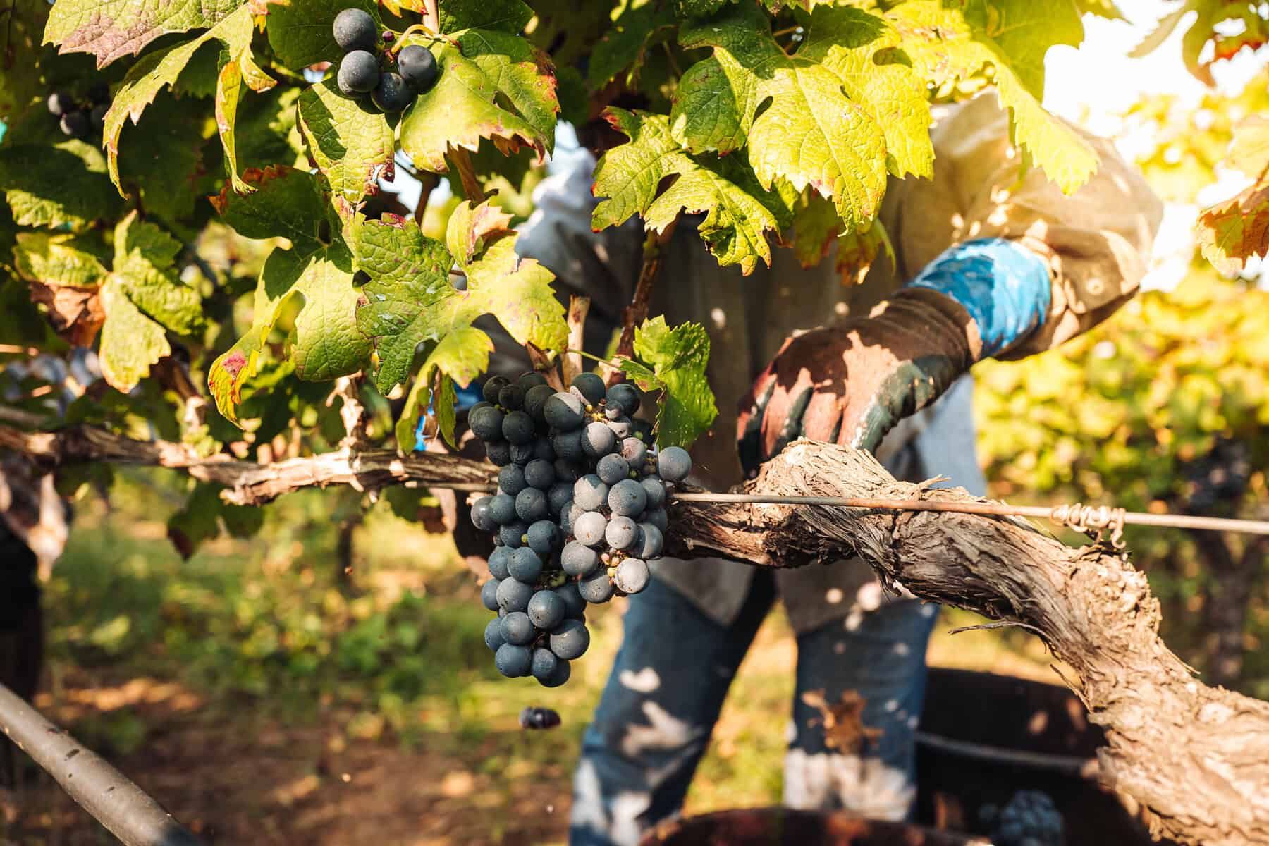 Primitivo