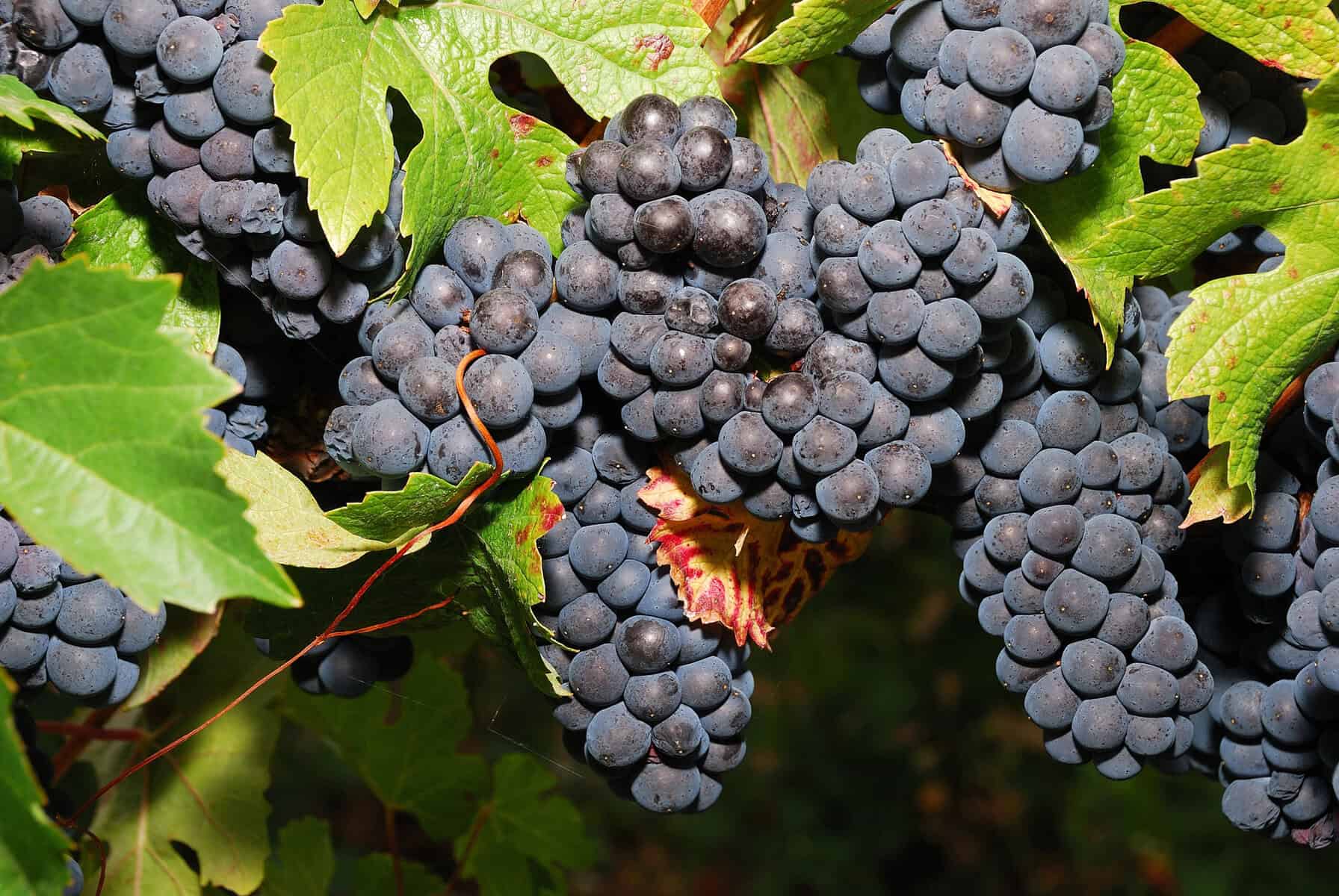 Pinot noir