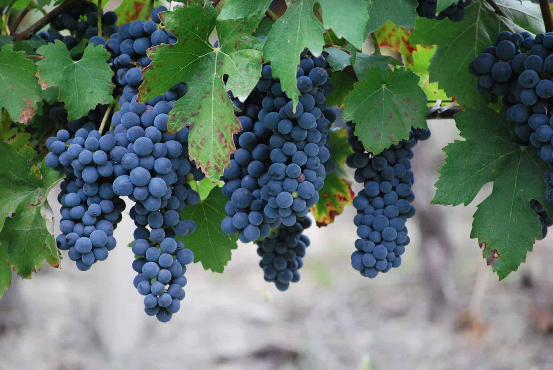 Nebbiolo druer hænger fra ranker på vinstok