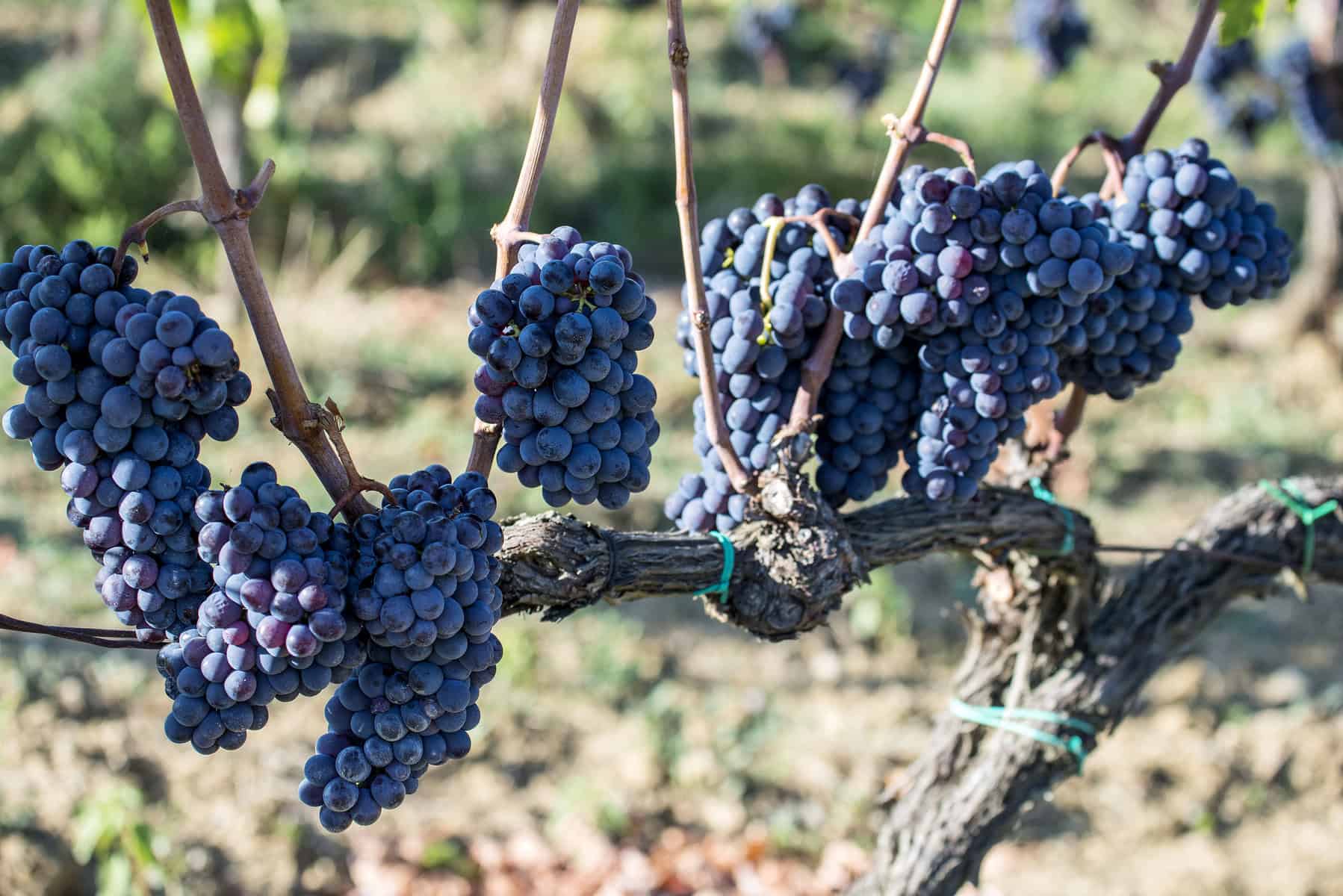 Sangiovese druer hænger fra ranker på vinstok