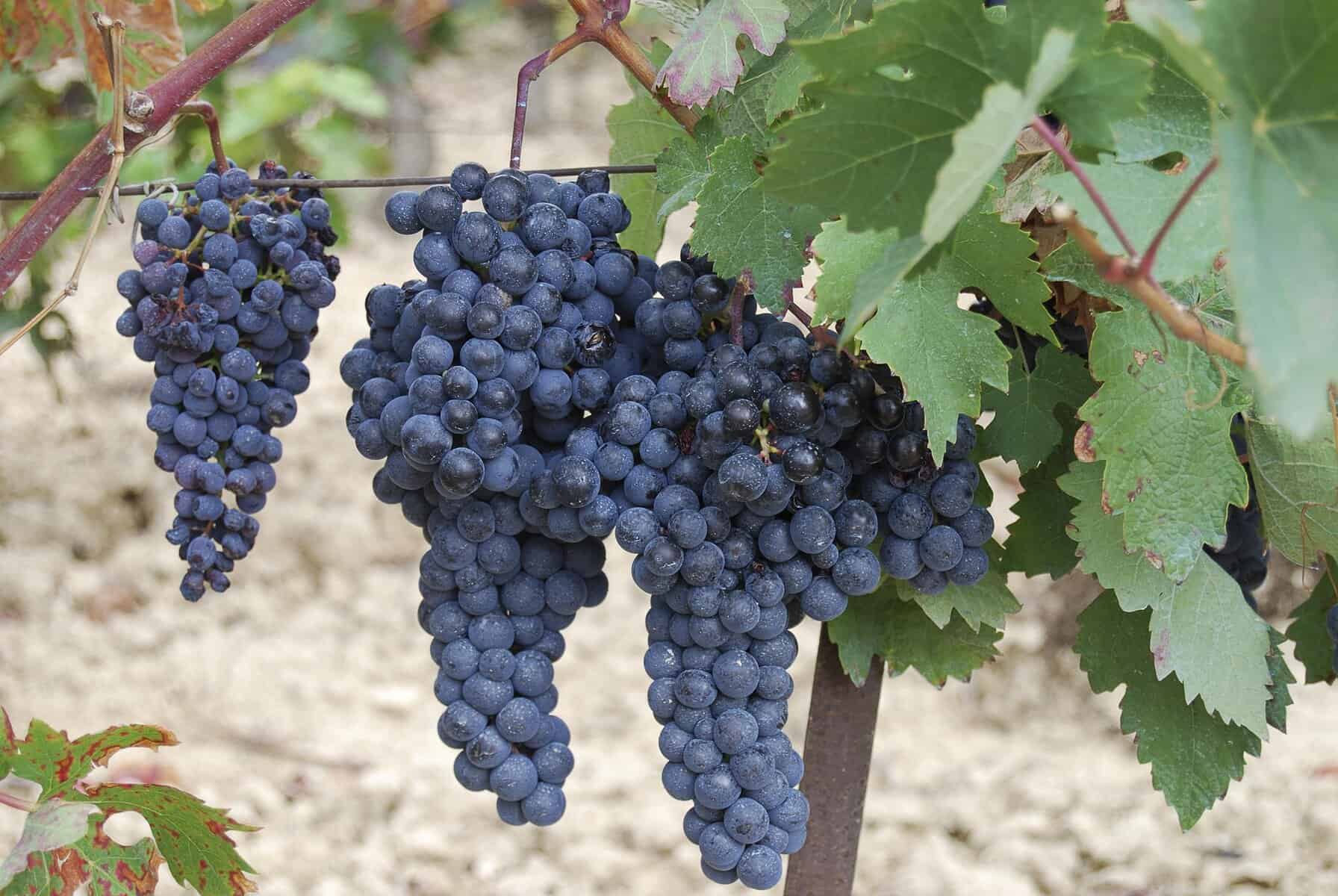 Tempranillo druer hænger fra ranker på vinstok