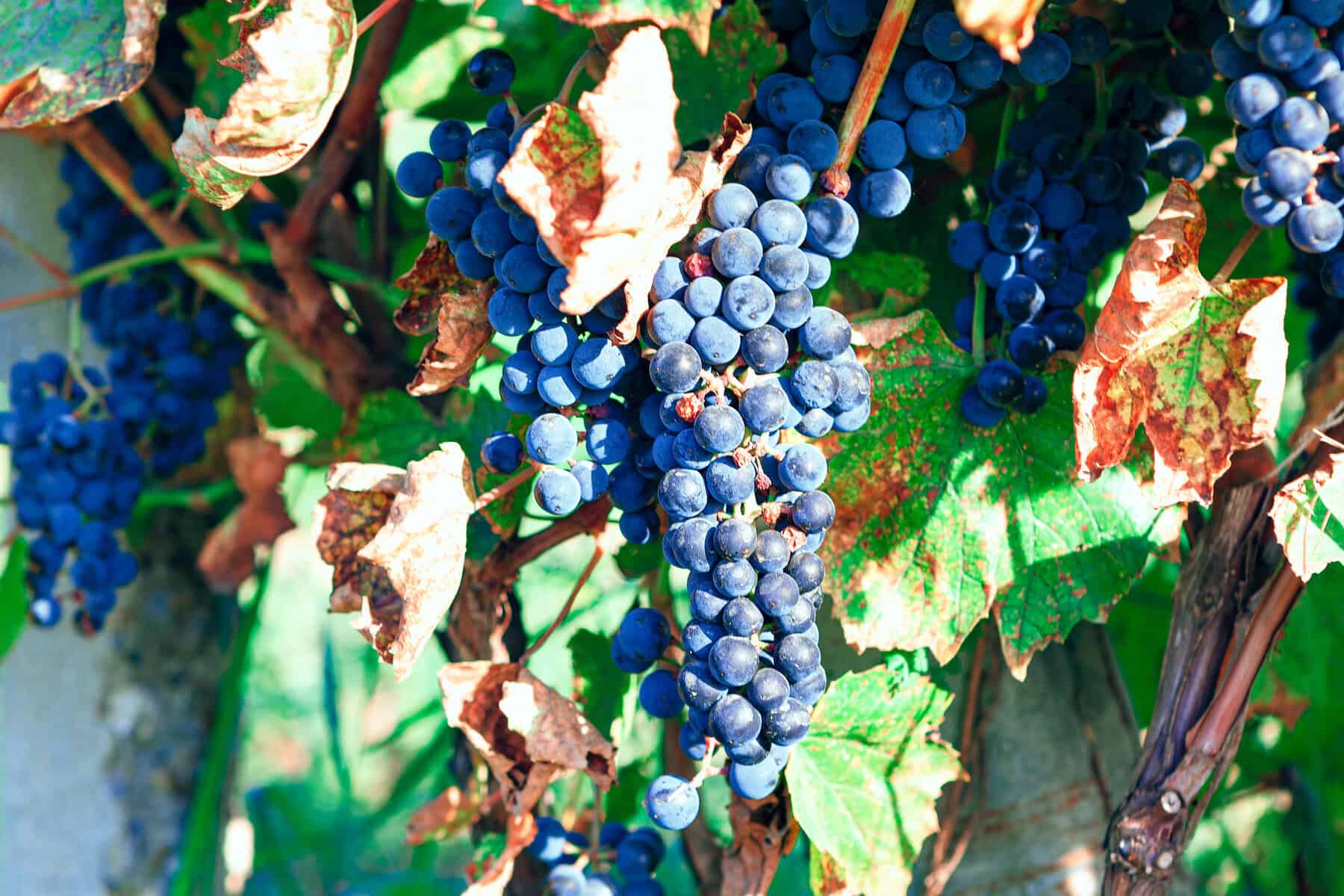Zinfandel druer hænger fra ranker på vinstok